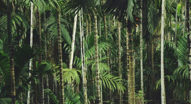blog-voyage-couple-parfums-de-liberte-leo-et-julie-petit-budget-jungle-thailandaise-home