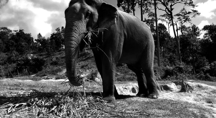 blog-voyage-couple-parfums-de-liberte-leo-et-julie-petit-budget-safari-udawalawe-sri-lanka-home