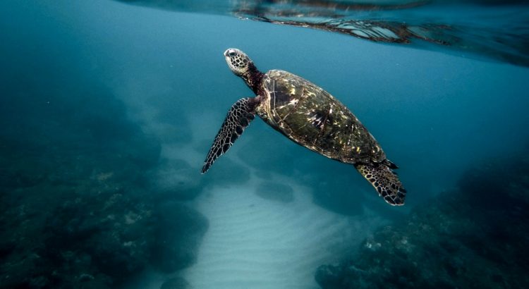 blog-voyage-couple-parfums-de-liberte-leo-et-julie-petit-budget-sri-lanka-polhena-beach-tortue-turtle-home-mirissa-baleines